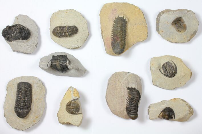 Lot: Assorted Devonian Trilobites - Pieces #119934